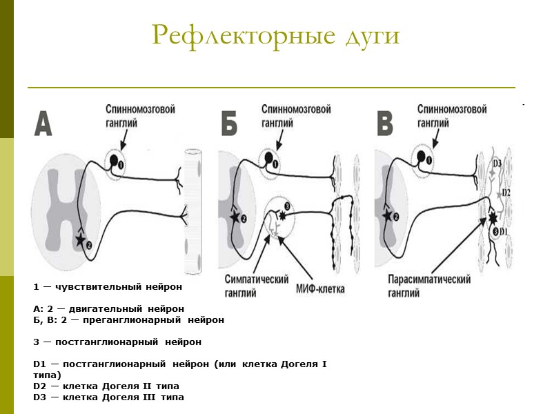 Рефлекторные дуги 1 — чувствительный нейрон   А: 2 — двигательный нейрон 